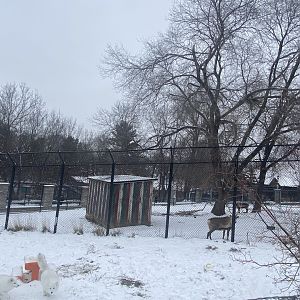 Old Hoofstock - Arctic Fox Exhibit