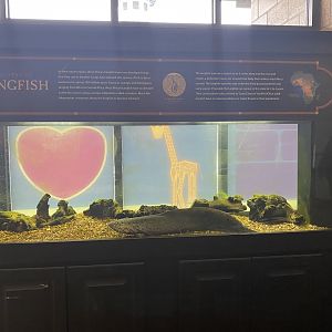 Zebra Building- West African Lungfish Tank