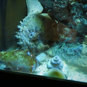 Discovery Center - Mangroves - Gulf Toadfish, Florida Fighting Conchs