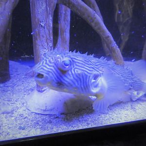 Discovery Center - Mangroves - Striped Burrfish