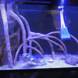 Discovery Center - Mangroves - Striped Burrfish Exhibit