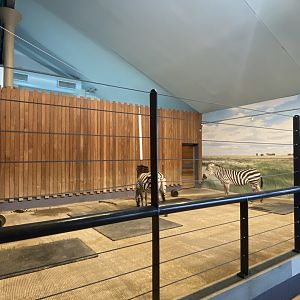 Zebra Building - Indoor Grant’s Zebra Exhibit