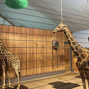 Giraffe Building - Indoor Generic Giraffe Exhibit
