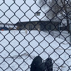 Old Hoofstock - Dall’s Sheep Exhibit