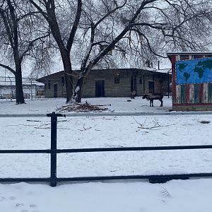Old Hoofstock - Domestic Reindeer Exhibit