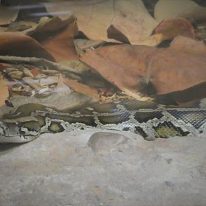 Discovery Center - Dicovery Wing - Invasive Species Gallery - Burmese Python