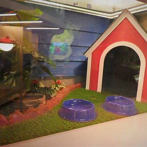 Discovery Center - Dicovery Wing - Invasive Species Gallery - Cane Toad Exhibit