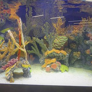 Discovery Center - Dicovery Wing - Invasive Species Gallery - Red Lionfish Exhibit