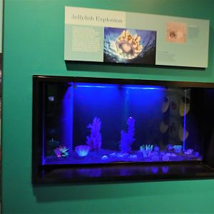 Discovery Center - Oceans - Upside-Down Jellyfish Exhibit