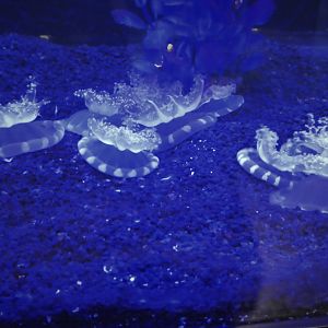 Discovery Center - Upside-Down Jellyfish