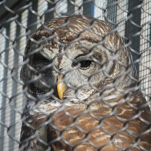 Wildlife Viewing Pavilion - Barred Owl - Olive