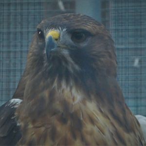 Wildlife Viewing Pavilion - Florida Red-tailed Hawk - Horatio