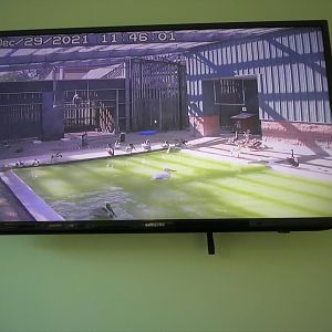 Pelican Pool Livestream