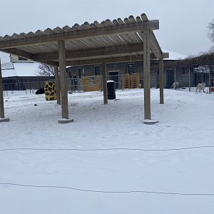 Old Hoofstock - American Bison Exhibit