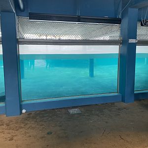 Como Harbour - Underwater Viewing Window