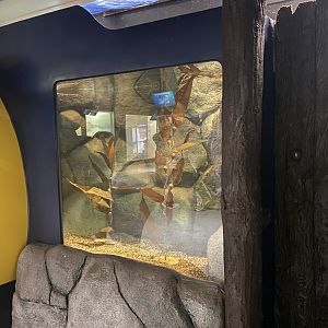 Aquatics Building - Future Octopus Tank