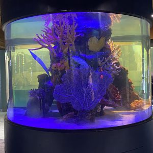 Aquatics Building - Future Moray Eel(?) Tank