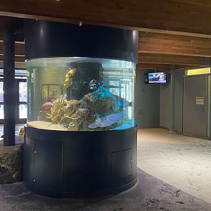 Aquatics Building - Future Red Lionfish Tank