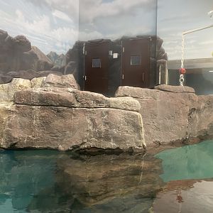 Aquatics Building - Black-Footed Penguin Exhibit