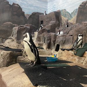 Aquatics Building - Black-Footed Penguin Exhibit