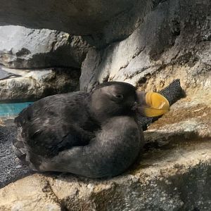 Tufted Puffin