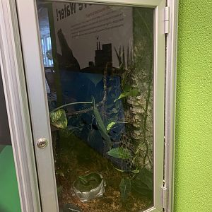 RibbitZibbit - Hourglass Treefrog Terrarium