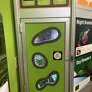 RibbitZibbit - Red-Eyed Treefrog/Lemur Treefrog Terrarium