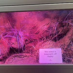 RibbitZibbit - Wyoming Toad Terrarium