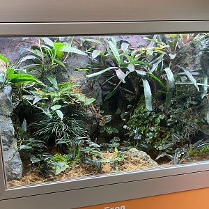 RibbitZibbit - Panamanian Golden Frog Terrarium