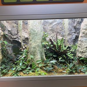 RibbitZibbit - Blue Poison Dart Frog/Dyeing Poison Dart Frog/Green & Black Poison Dart Frog/Yellow-Banded Poison Dart Frog Terrarium