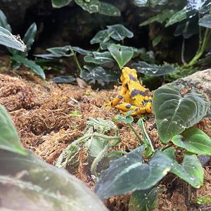 Panamanian Golden Frog