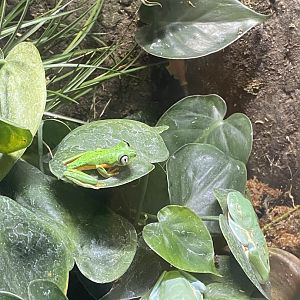 Lemur Treefrog