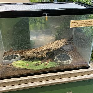 RibbitZibbit - Madagascar Hissing Cockroach Terrarium