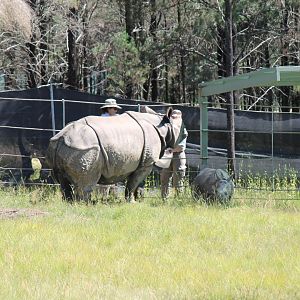 Greater One-horned Rhino and calf
