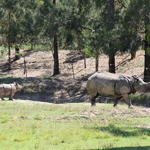 Greater One-horned Rhino and calf