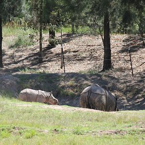 Greater One-horned Rhino and calf
