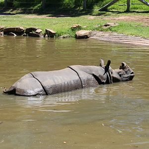 Greater One-horned Rhino