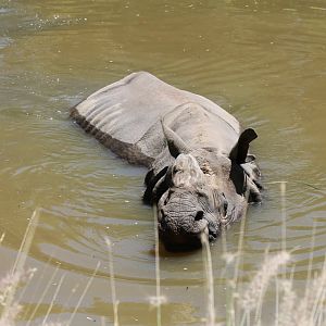 Greater One-horned Rhino