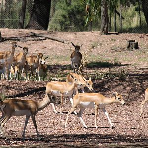 Blackbuck