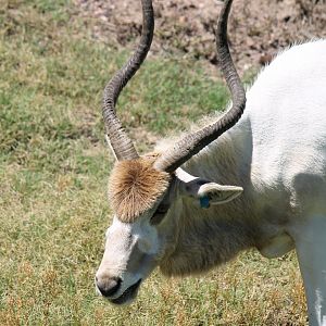 Addax