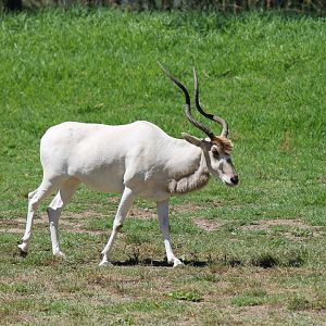 Addax