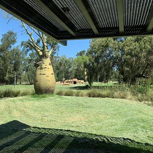 African Wild Dog Exhibit