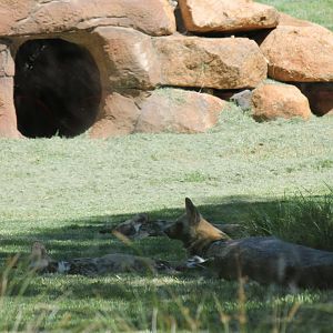 African Wild Dogs