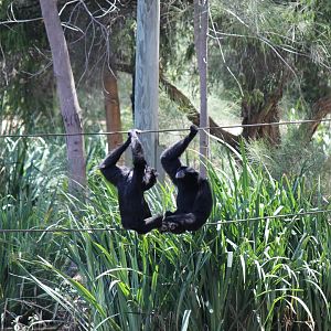 Siamang