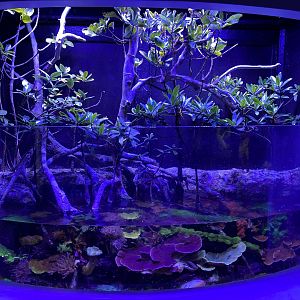 Indonesian mangrove exhibit