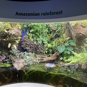 Amazonian rainforest exhibit