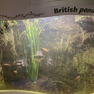 British pond exhibit