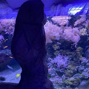 Reef exhibits