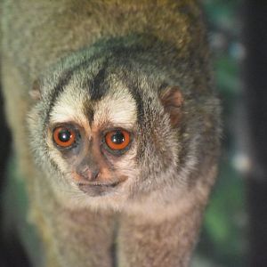 Grey-legged douroucouli