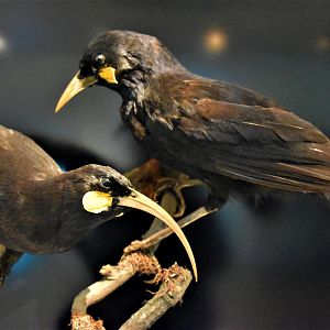 Pair of Huia